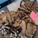 Ringkus penjual Kulit Harimau Sumut Medan