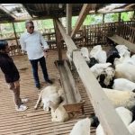Pemkab Dorong Pemuda Kutim Jadi Peternak Milenial Berkonsep Modern, Tiru Cipta Visi Farm Magelang